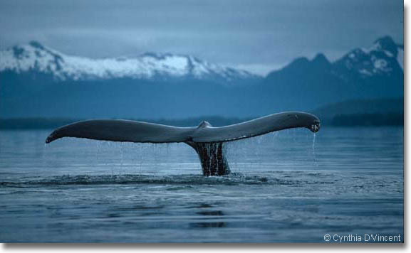 humpback whale pictures. Humpback Whale photo by
