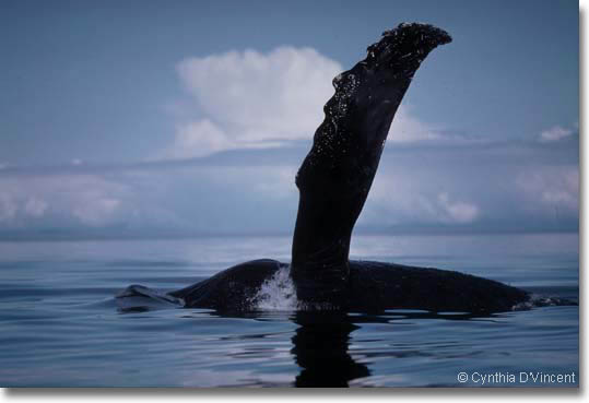 Humpback Whale photo by Cynthia D'Vincent